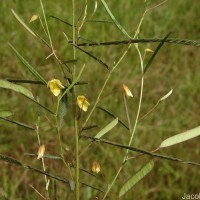Chamaecrista mimosoides (L.) Greene